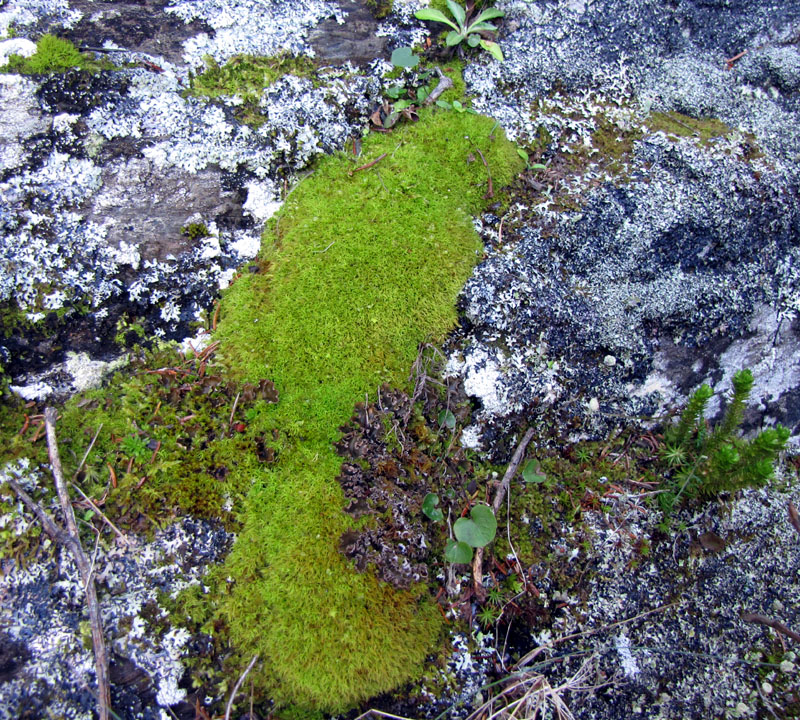 Tortella tortuosa